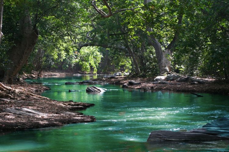 trees and water