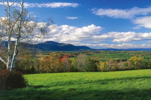 Photo of a lush green landscape